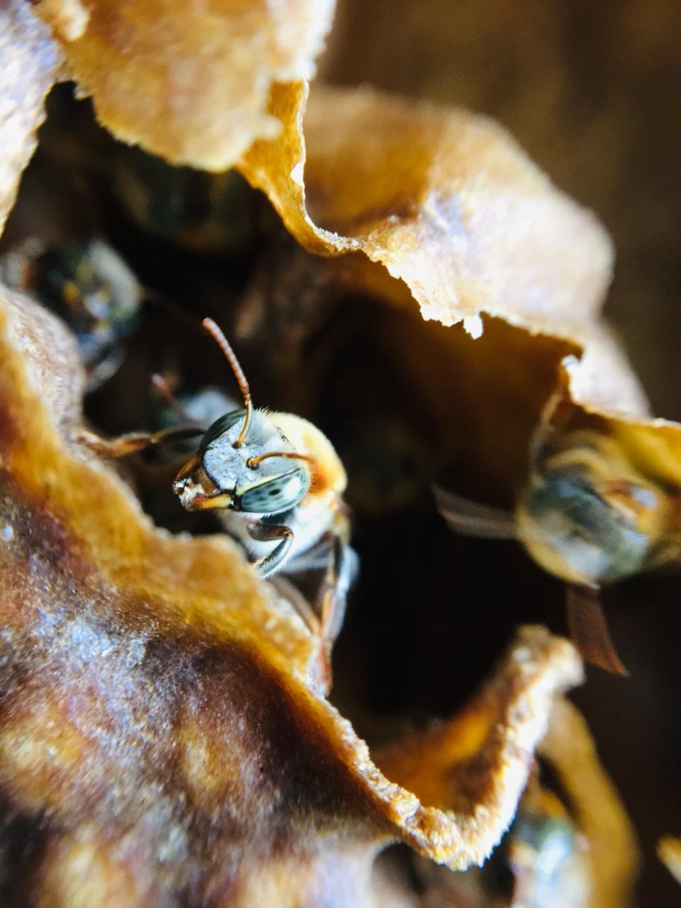 Macro portrait of a stingless bee at the colony